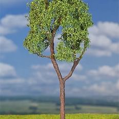 Eukalyptustræ 