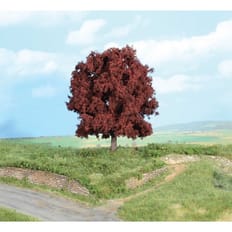 copper beech 16 cm 