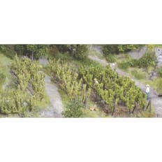 36 Rebstöcke ca. 2,5 cm incl.Spannpfosten 