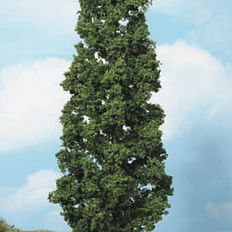 beech tree 27 cm 