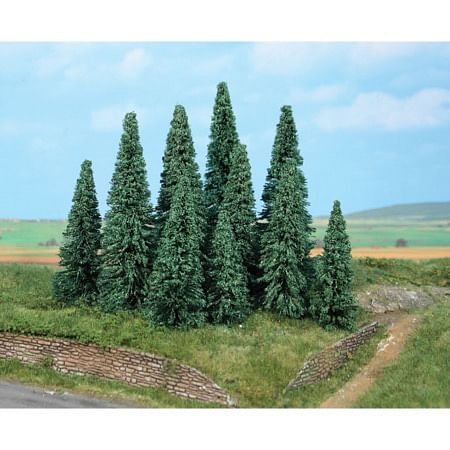 silver firs 9-14 cm / 10 pc 