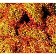 lichen shaded red  30 g 