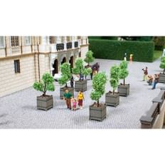 Ornamental Trees in Tubs 