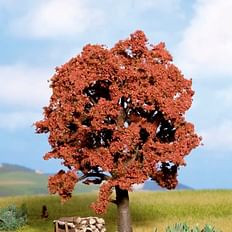 Copper Beech 